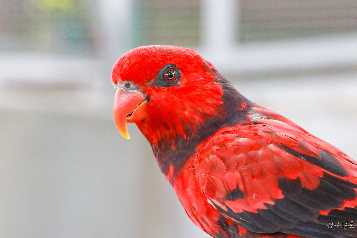 Violet-necked lory  Eos squamata,Geotagged,India,Violet-necked Lory,Winter