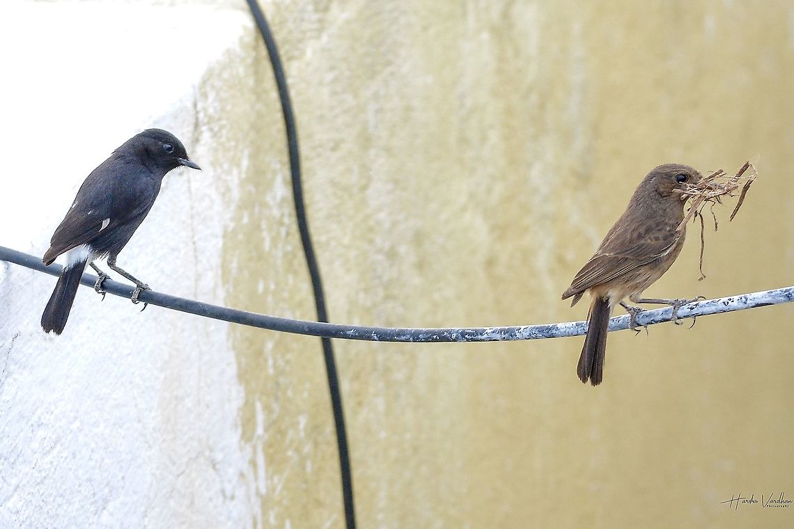 Pied Bush Chat male and female in one frame Pied Bush Chat male and female Geotagged,India,Pied bush chat,Saxicola caprata,Spring