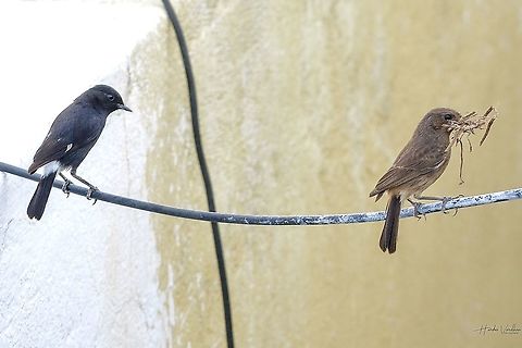 Pied Bush Chat male and female in one frame Pied Bush Chat male and female Geotagged,India,Pied bush chat,Saxicola caprata,Spring