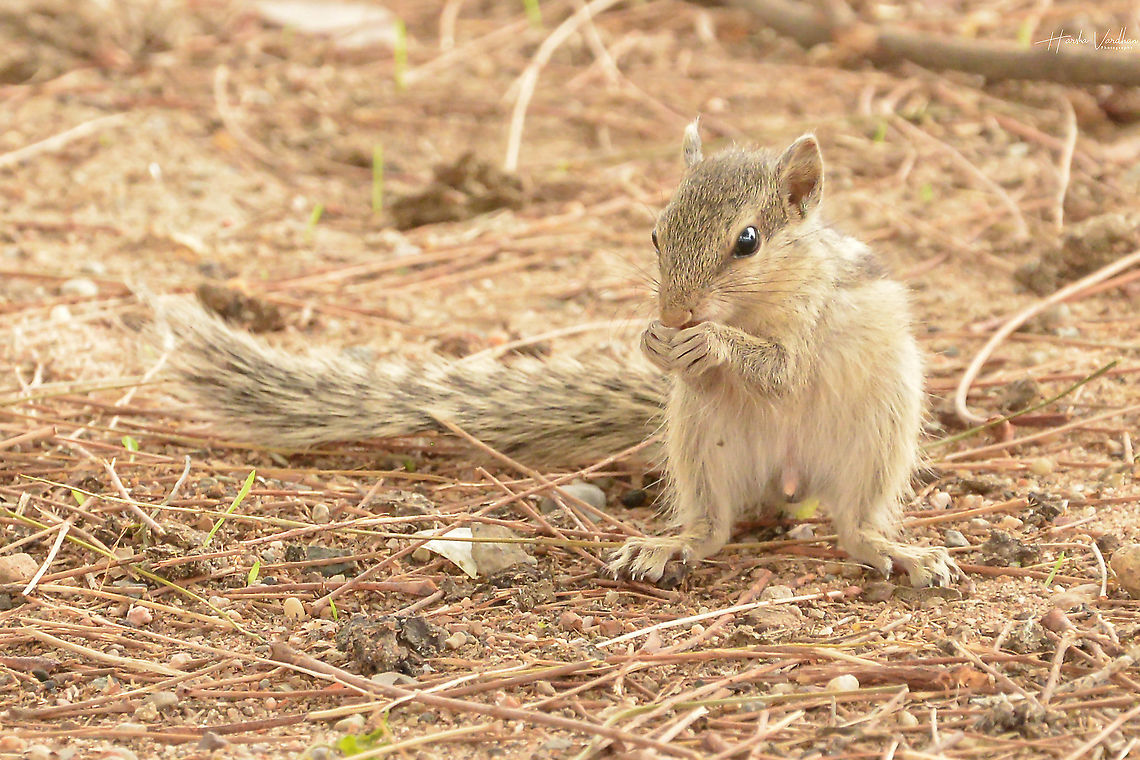 Indian palm squirrel Indian palm squirrel Funambulus palmarum,Geotagged,India,Indian palm squirrel,Spring