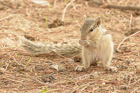Indian palm squirrel Indian palm squirrel Funambulus palmarum,Geotagged,India,Indian palm squirrel,Spring