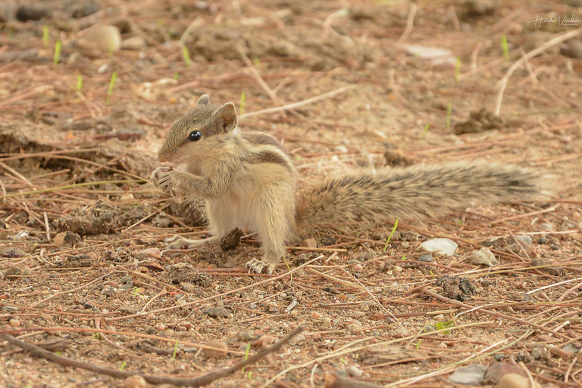 Indian palm squirrel Indian palm squirrel praying  Funambulus palmarum,Geotagged,India,Indian palm squirrel,Spring
