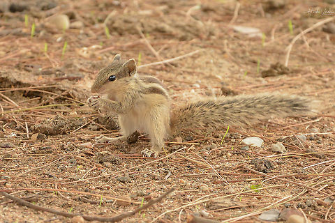 Indian palm squirrel Indian palm squirrel praying  Funambulus palmarum,Geotagged,India,Indian palm squirrel,Spring