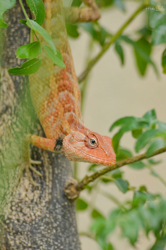 Oriental garden lizard Oriental garden lizard Calotes versicolor,Geotagged,India,Oriental Garden Lizard,Spring