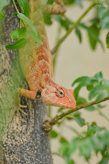 Oriental garden lizard Oriental garden lizard Calotes versicolor,Geotagged,India,Oriental Garden Lizard,Spring