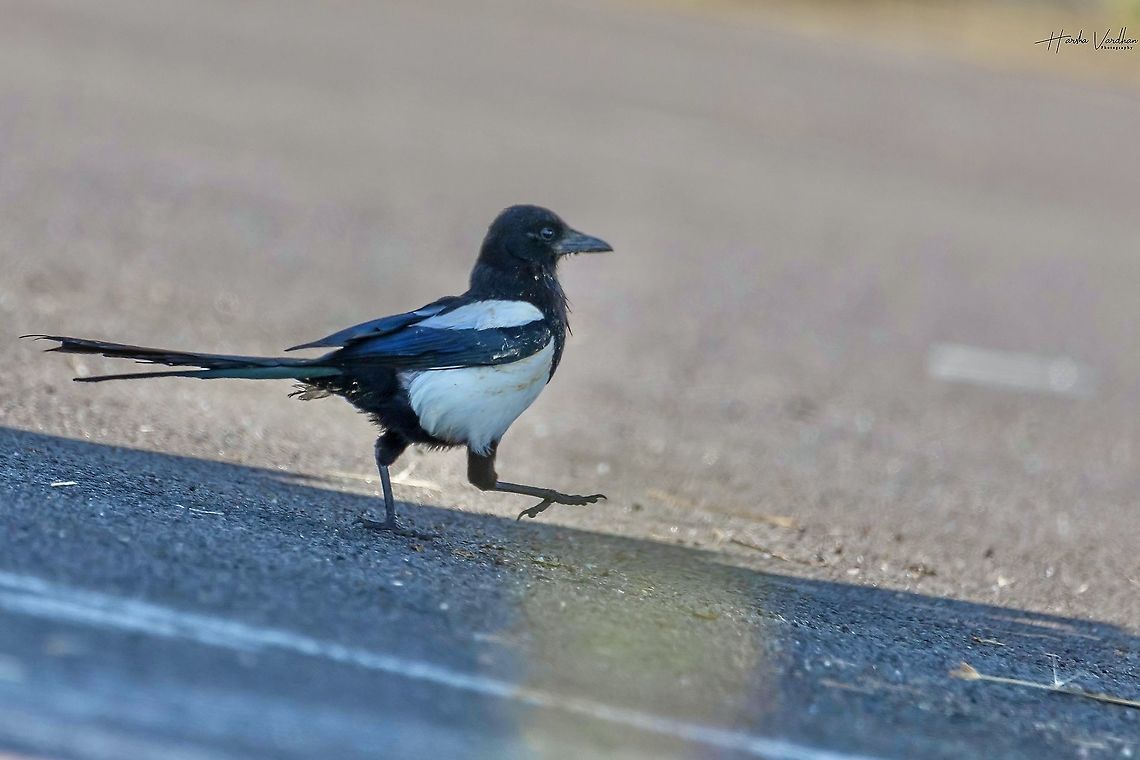 Eurasian magpie  walking Eurasian magpie  Eurasian magpie,France,Geotagged,Pica pica,Spring