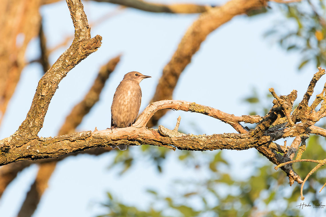 common starling baby waiting for it's mother at evening time. common starling baby waiting for it's mother at evening time.<br />
 Common Starling,France,Geotagged,Spring,Sturnus vulgaris