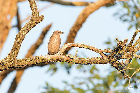 common starling baby waiting for it's mother at evening time. common starling baby waiting for it's mother at evening time.
 Common Starling,France,Geotagged,Spring,Sturnus vulgaris