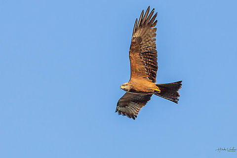 Black kite Black kite Aquila nipalensis,Black kite,France,Geotagged,Milvus migrans,Spring,steppe eagle