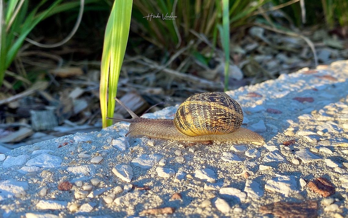 snail  - escargot - నత్త  France,Geotagged,Helix aspersa,Spring