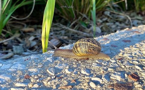 snail  - escargot - నత్త  France,Geotagged,Helix aspersa,Spring