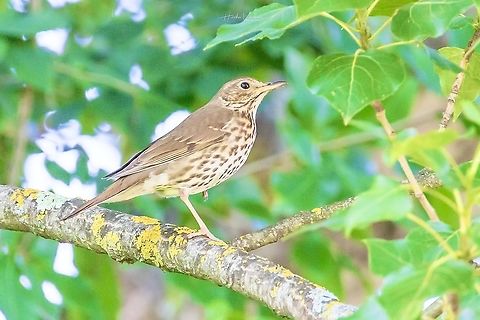 Song Thrush Standing On One Leg - Turdus philomelos Song Thrush - Turdus philomelos France,Geotagged,Song Thrush,Spring,Turdus philomelos