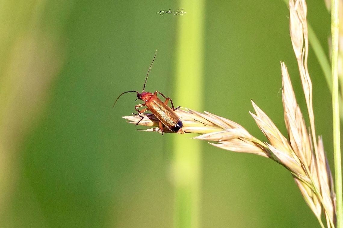 Common red soldier beetle -  (Rhagonycha fulva) Common red soldier beetle - <br />
(Rhagonycha fulva)  at sunset time in garden<br />
<br />
Somedays When you are looking for big things you don&#039;t get that but  you end with small things  ( golden things ).<br />
I went out to clock eagle i end up the day with Common red soldier beetle.<br />
Let me know how the image is? Common red soldier beetle,France,Geotagged,Rhagonycha fulva,Spring