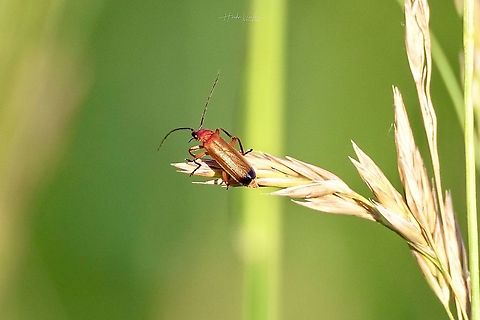 Common red soldier beetle -  (Rhagonycha fulva) Common red soldier beetle - 
(Rhagonycha fulva)  at sunset time in garden

Somedays When you are looking for big things you don't get that but  you end with small things  ( golden things ).
I went out to clock eagle i end up the day with Common red soldier beetle.
Let me know how the image is? Common red soldier beetle,France,Geotagged,Rhagonycha fulva,Spring
