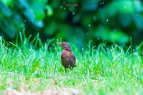 common blackbird female searching for food in rain common blackbird female searching for food in rain Common Blackbird,France,Geotagged,Turdus merula