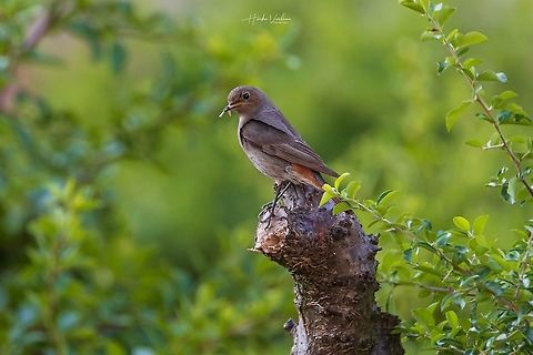 Black Redstart (juvenile) - (Phoenicurus ochruros) found food Black Redstart (juvenile) - (Phoenicurus ochruros) found food Black Redstart,France,Geotagged,Phoenicurus ochruros