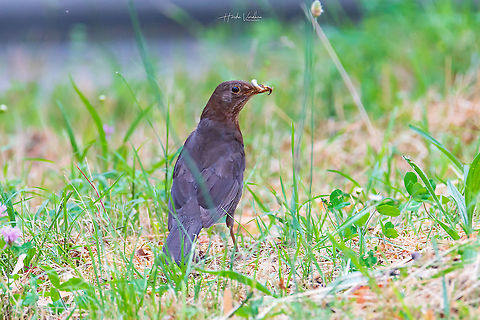 common blackbird female found food - Turdus merula common blackbird female found food - Turdus merula Common Blackbird,France,Geotagged,Spring,Turdus merula