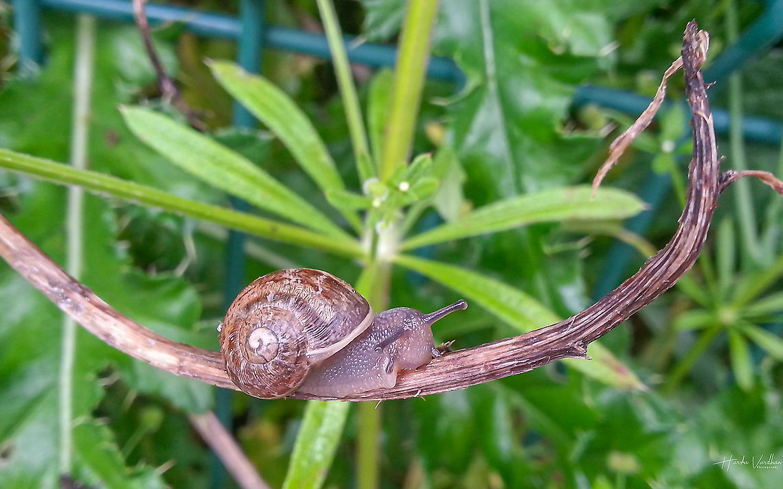snail  - escargot - నత్త  France,Geotagged,Helix aspersa,Spring