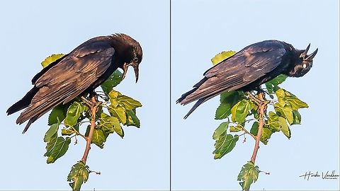 Crow doing some evening exercices - la corneille - Corvus corone  Carrion Crow,Corvus corone,France,Geotagged