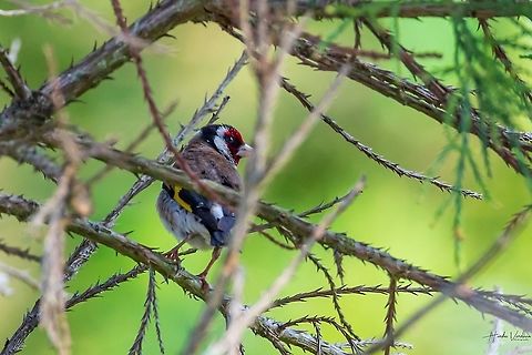 Goldfinch in Thorn bushes Goldfinch in Thorn bushes Carduelis carduelis,European goldfinch,France,Geotagged