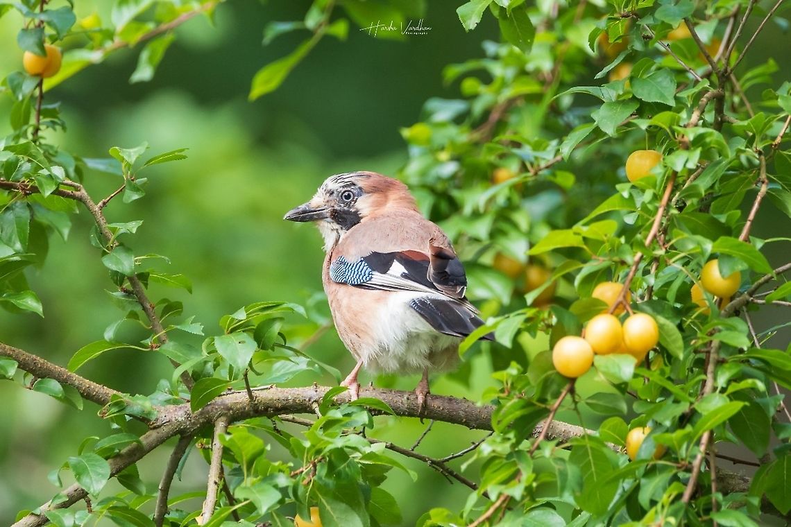 Eurasian Jay - Garrulus glandarius - Geai des chênes  Eurasian Jay,France,Garrulus glandarius,Geotagged