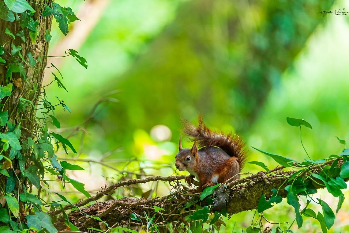 Red squirrel - Sciurus vulgaris - Écureuil roux - ఎర్ర ఉడుత  France,Geotagged,Red squirrel,Sciurus vulgaris