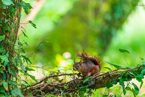 Red squirrel - Sciurus vulgaris - Écureuil roux - ఎర్ర ఉడుత  France,Geotagged,Red squirrel,Sciurus vulgaris