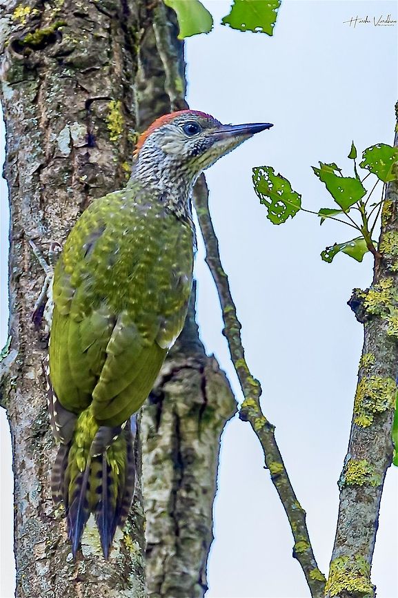European Green Woodpecker - Picus viridis - Pic vert - ఆకుపచ్చ వడ్రంగిపిట్ట European Green Woodpecker - Picus viridis - Pic vert - ఆకుపచ్చ వడ్రంగిపిట్ట European Green Woodpecker,France,Geotagged,Picus viridis,Spring