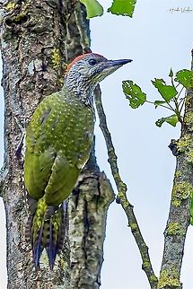 European Green Woodpecker - Picus viridis - Pic vert - ఆకుపచ్చ వడ్రంగిపిట్ట European Green Woodpecker - Picus viridis - Pic vert - ఆకుపచ్చ వడ్రంగిపిట్ట European Green Woodpecker,France,Geotagged,Picus viridis,Spring