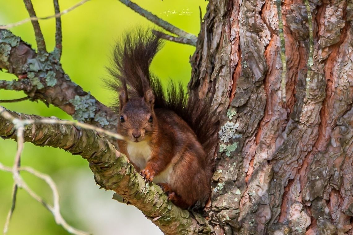 Red squirrel - Sciurus vulgaris - Écureuil roux - ఎర్ర ఉడుత  France,Geotagged,Red squirrel,Sciurus vulgaris