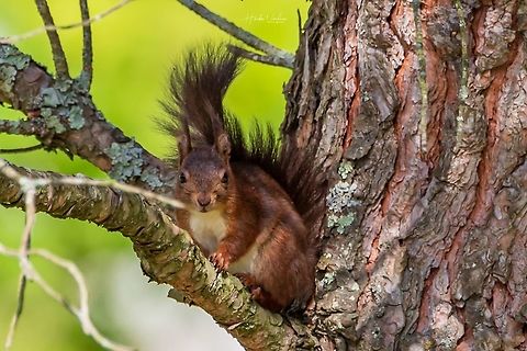 Red squirrel - Sciurus vulgaris - Écureuil roux - ఎర్ర ఉడుత  France,Geotagged,Red squirrel,Sciurus vulgaris