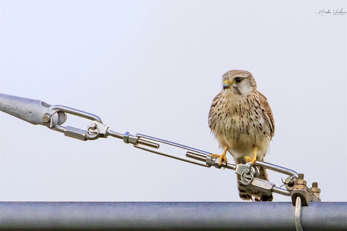 Common kestrel- Falco tinnunculus - Faucon crécerelle  Common Kestrel,Falco tinnunculus,France,Geotagged,Spring