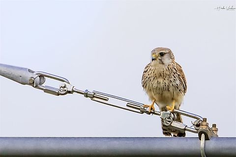 Common kestrel- Falco tinnunculus - Faucon crécerelle  Common Kestrel,Falco tinnunculus,France,Geotagged,Spring