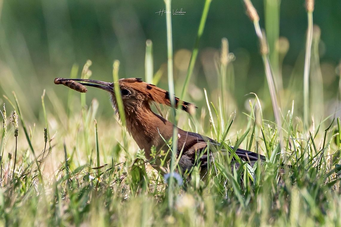 hoopoe - upupidae - hupp&eacute; hoopoe - upupidae - hupp&eacute; France,Geotagged,Hoopoe,Spring,Upupa epops