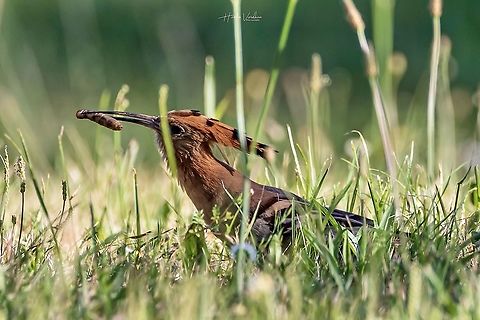hoopoe - upupidae - hupp&eacute; hoopoe - upupidae - hupp&eacute; France,Geotagged,Hoopoe,Spring,Upupa epops