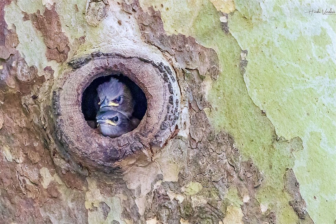 juvenile starlings waiting for it's mom -  Sturnus vulgaris juvenile starlings waiting for it&#039;s mom -  Sturnus vulgaris Common Starling,France,Geotagged,Sturnus vulgaris,Summer