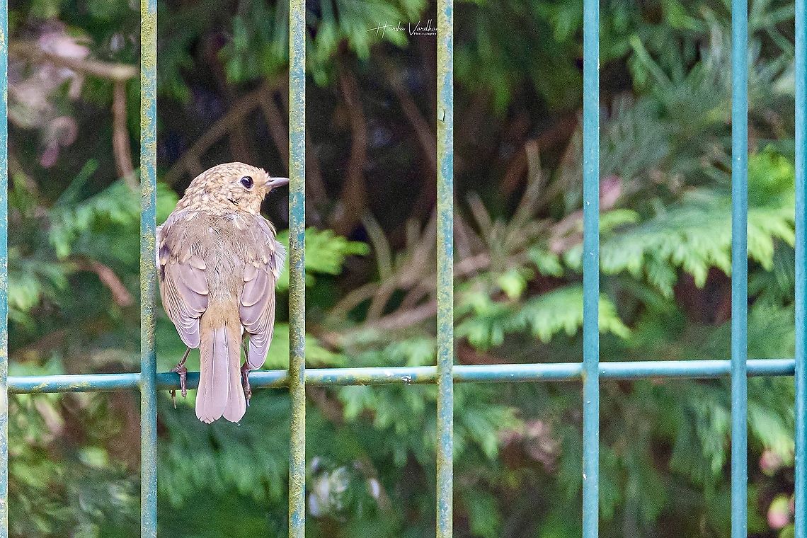 juvenile eurasian robin -  Erithacus rubecula - le rouge gorge juvenile eurasian robin -  Erithacus rubecula - le rouge gorge  Erithacus rubecula,European Robin,France,Geotagged,Summer