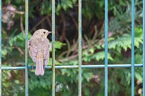 juvenile eurasian robin -  Erithacus rubecula - le rouge gorge juvenile eurasian robin -  Erithacus rubecula - le rouge gorge  Erithacus rubecula,European Robin,France,Geotagged,Summer