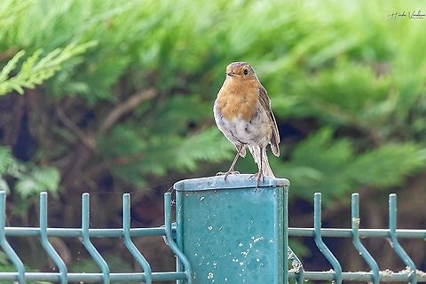 eurasian robin -  Erithacus rubecula - le rouge gorge eurasian robin -  Erithacus rubecula - le rouge gorge  Erithacus rubecula,European Robin,France,Geotagged,Summer