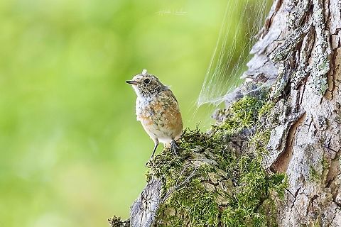 juvenile  Black Redstart - Phoenicurus ochruros juvenile  Black Redstart - Phoenicurus ochruros Black Redstart,France,Geotagged,Phoenicurus ochruros,Summer