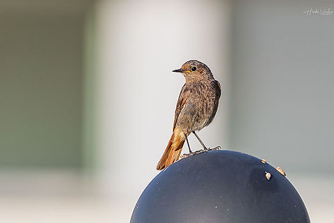 Black Redstart - Phoenicurus ochruros Black Redstart - Phoenicurus ochruros Black Redstart,France,Geotagged,Phoenicurus ochruros,Summer