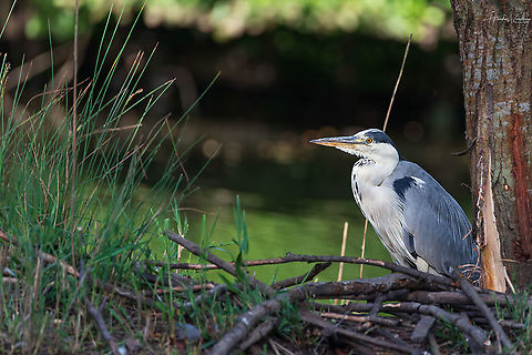 Grey heron - Ardea cinerea - Héron cendré  Ardea cinerea,France,Geotagged,Grey heron,Summer