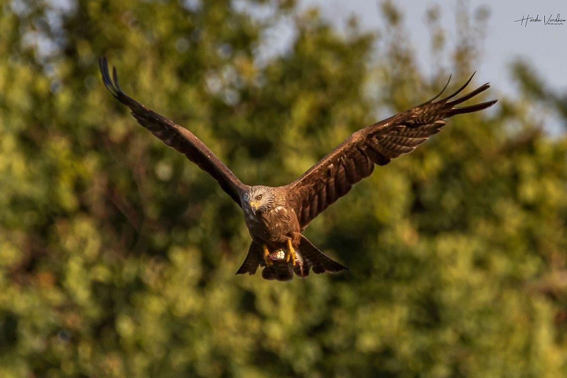 black kite - milvus migrans- milan noir Hunter found fish<br />
when I click this image I am not ready with my camera. suddenly I saw this kite with fish. Immediately I prepare my camera without tripod clicked immediately. <br />
hope you like it.<br />
<br />
 Black kite,France,Geotagged,Milvus migrans