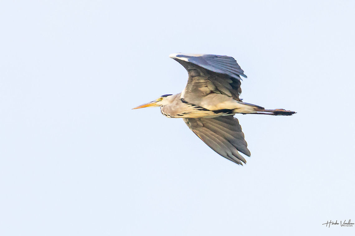 Grey heron - Ardea cinerea - H&eacute;ron cendr&eacute;  Ardea cinerea,France,Geotagged,Grey heron,Summer
