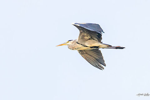 Grey heron - Ardea cinerea - Héron cendré  Ardea cinerea,France,Geotagged,Grey heron,Summer