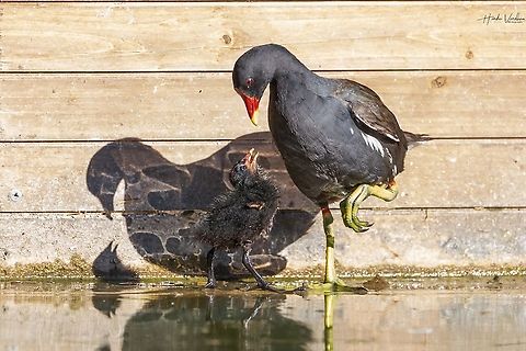 Common Moorhen chick  with dad- Gallinula chloropus - Gallinule poule d'eau chick playing with it's dad. When I saw this moment My daughter came into my mind. Because I love to play with her.  Common Moorhen,France,Gallinula chloropus,Geotagged