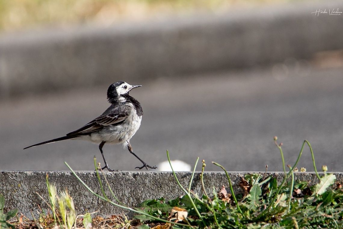 White Wagtail - Motacilla alba - Bergeronnette grise  France,Geotagged,Motacilla alba,White wagtail