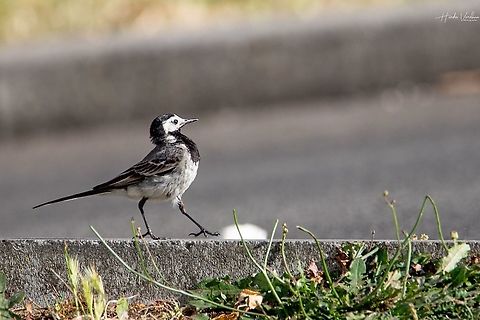 White Wagtail - Motacilla alba - Bergeronnette grise  France,Geotagged,Motacilla alba,White wagtail