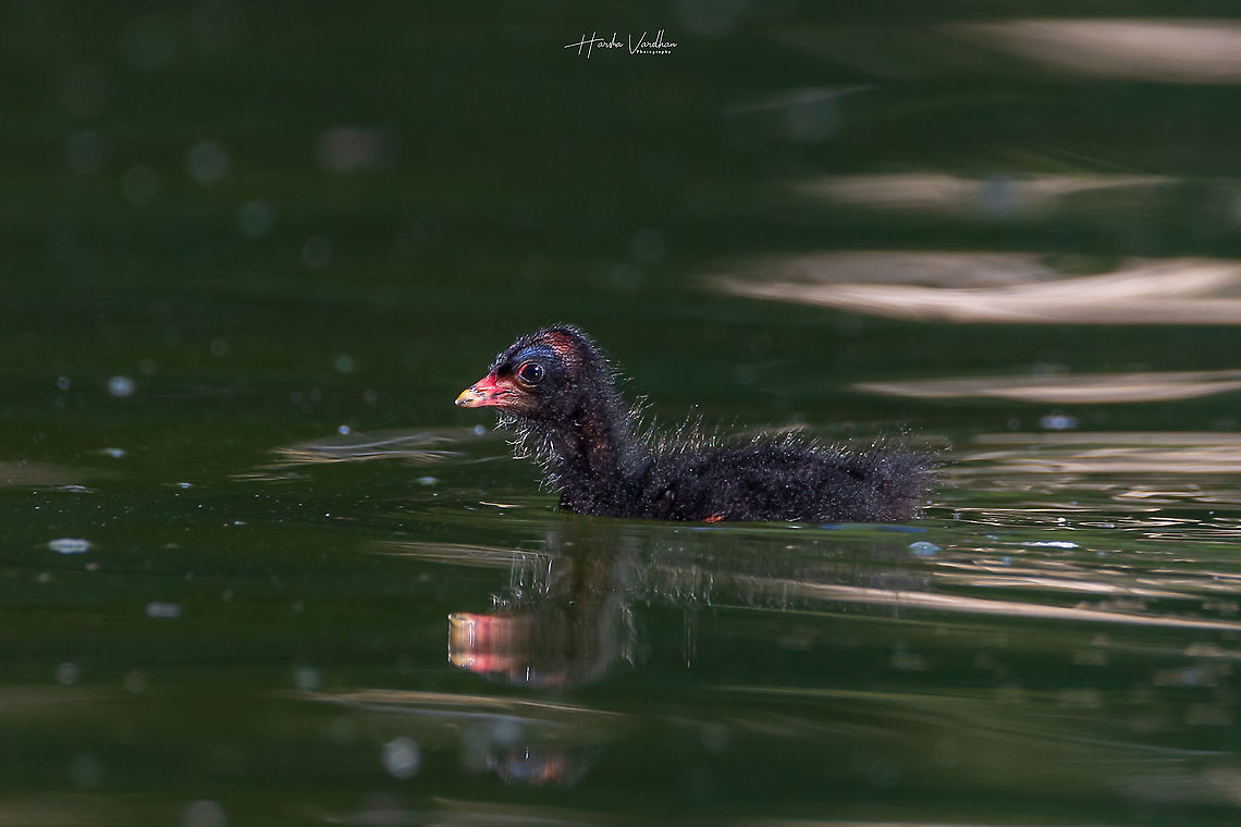 Common Moorhen chick - Gallinula chloropus - Gallinule poule d'eau Absolutely thrilled to see that the moorhen chick - So beautiful. The cuteness overloaded Common Moorhen,France,Gallinula chloropus,Geotagged,Summer