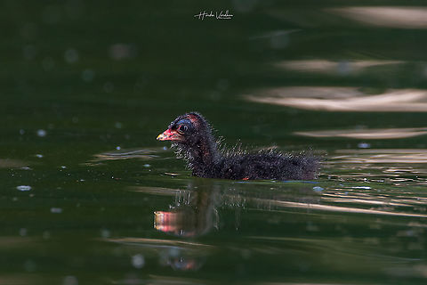 Common Moorhen chick - Gallinula chloropus - Gallinule poule d'eau Absolutely thrilled to see that the moorhen chick - So beautiful. The cuteness overloaded Common Moorhen,France,Gallinula chloropus,Geotagged,Summer
